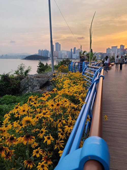 Free stock photo of afternoon, busan, haeundae