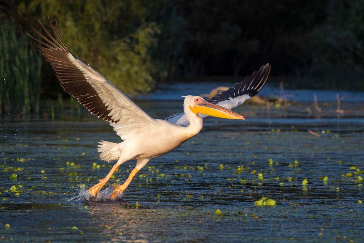 Pelican comun cu aripile intinse, deasupra apei cu lintita
