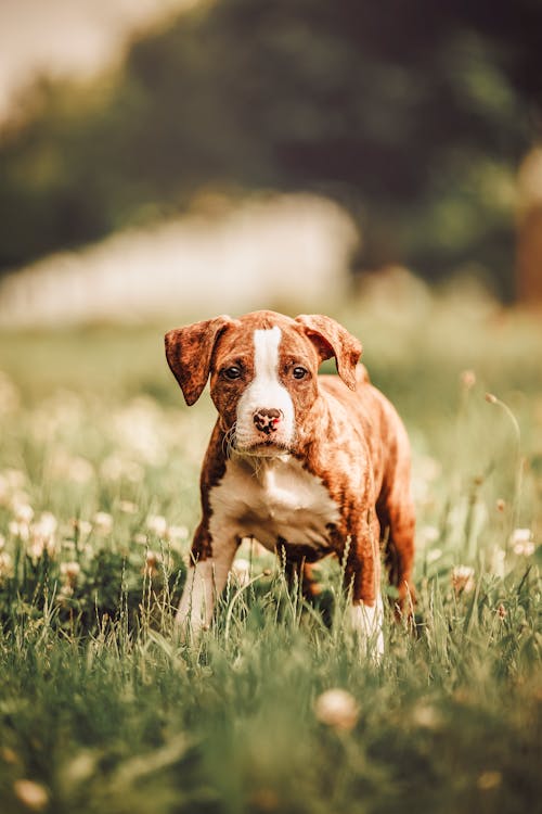 Kostnadsfria Kostnadsfri bild av amerikanska staffordshire terrier, brun hund, däggdjur Stock foto