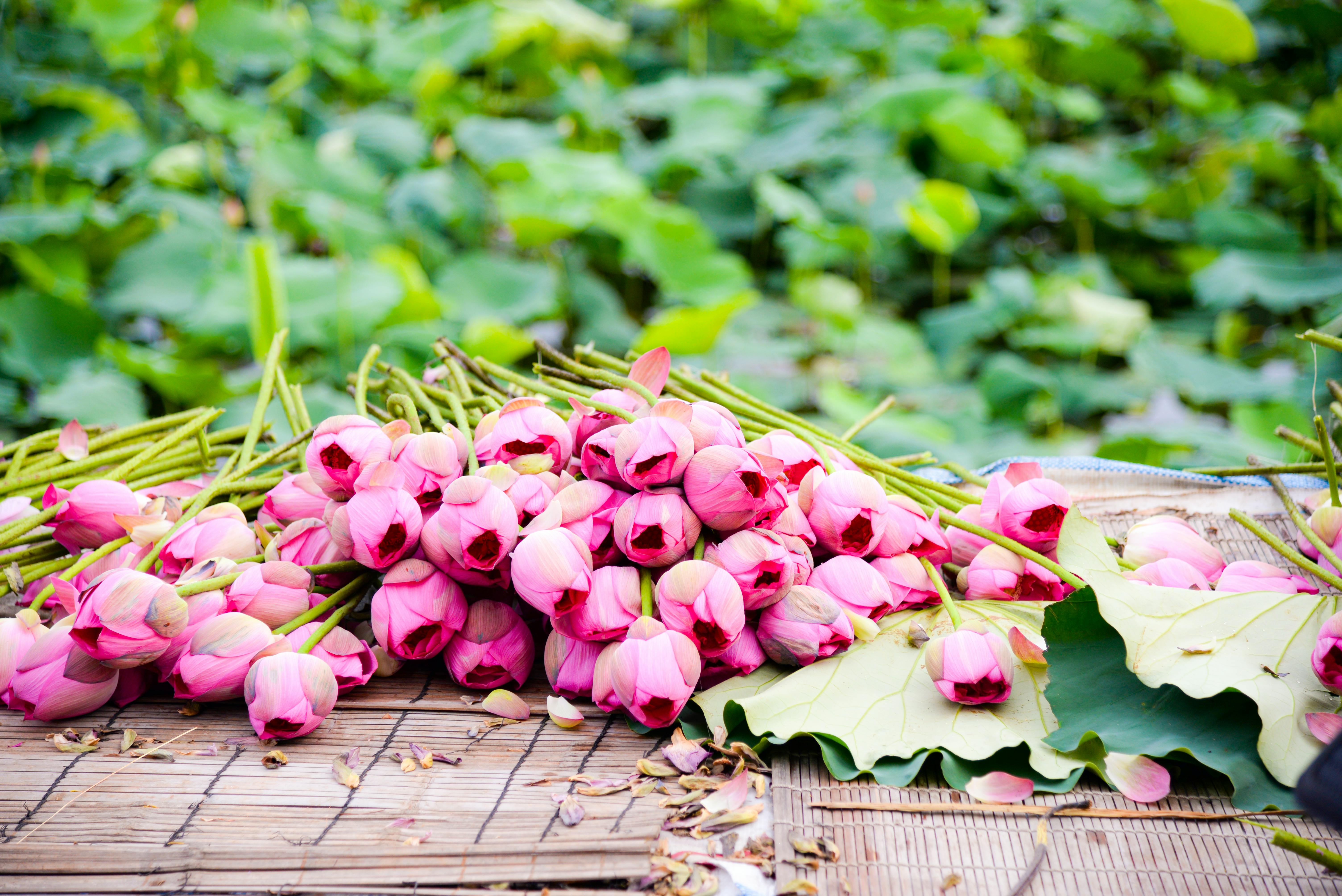 Stunning bunch of pink lotus flowers on a bamboo mat in a lush green Vietnamese setting.
