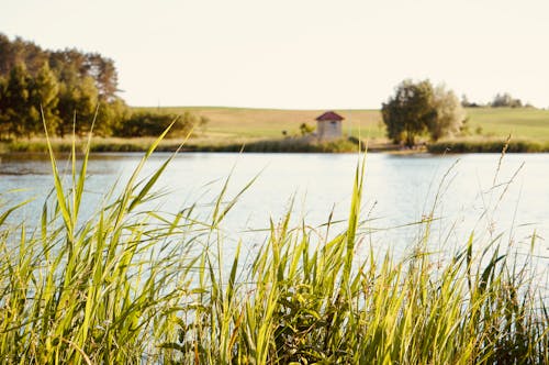 Green Grass Near the Lake