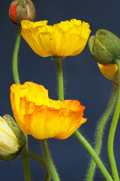 Close-Up Shot of Poppy Flowers 