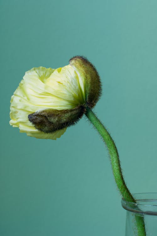 Δωρεάν στοκ φωτογραφιών με papaver croceum, ανθίζω, άνθος