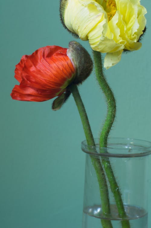 Foto profissional grátis de broto, fechar-se, flora