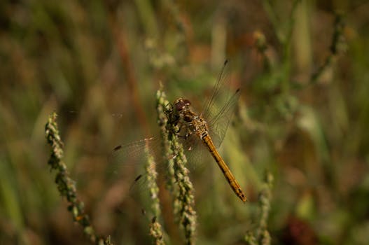 Macro shot of a dragonfly perched on grass with blurred background, highlighting its delicate wings.
