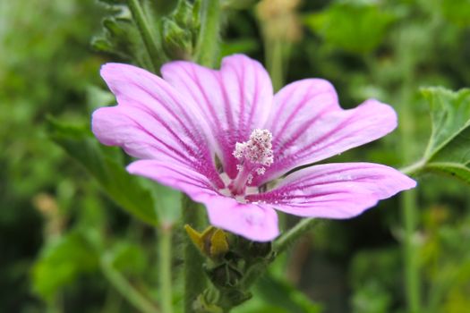 Beautiful Flower in Bloom
