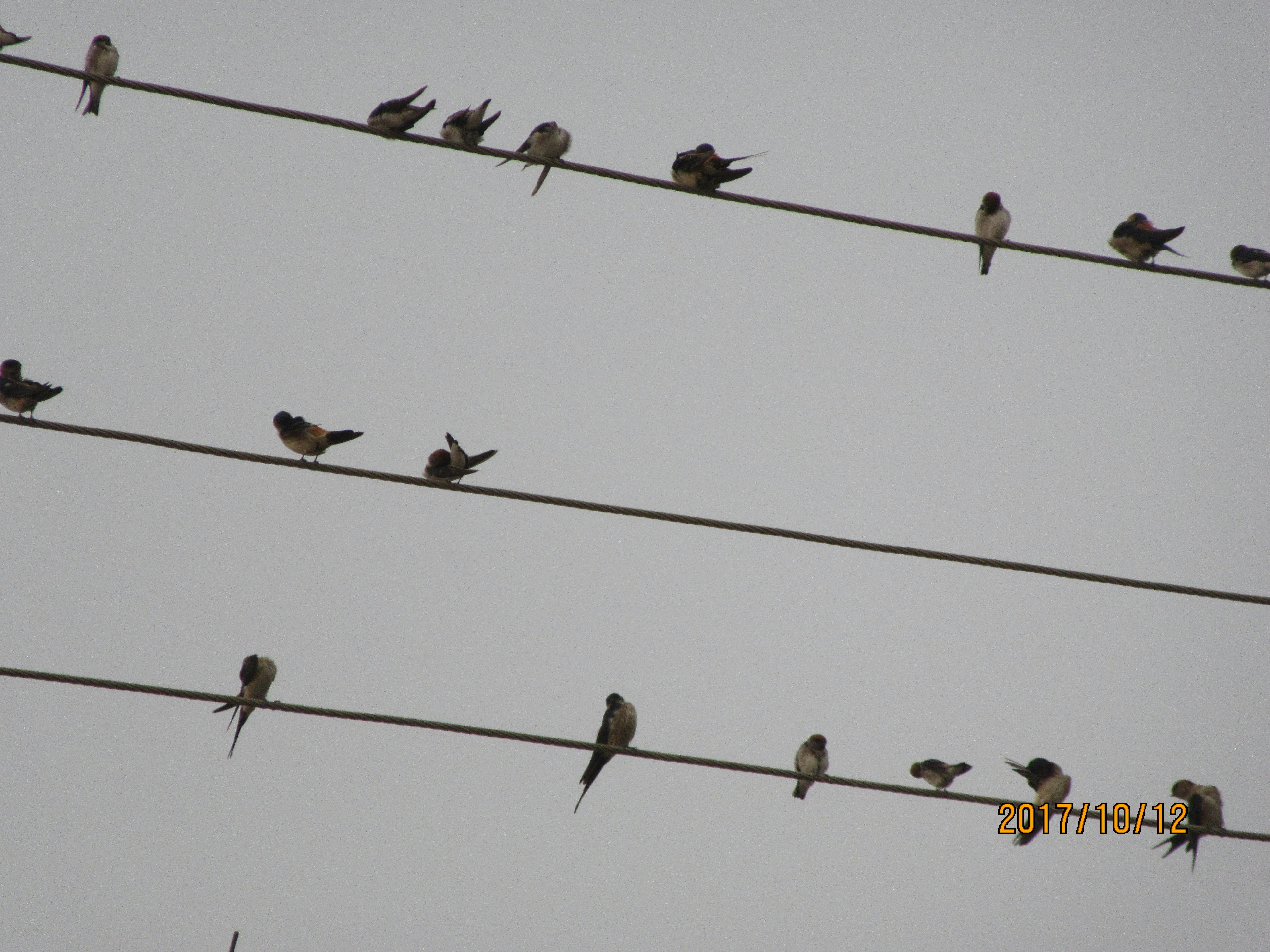 Free stock photo of #bird, #birds, #sky