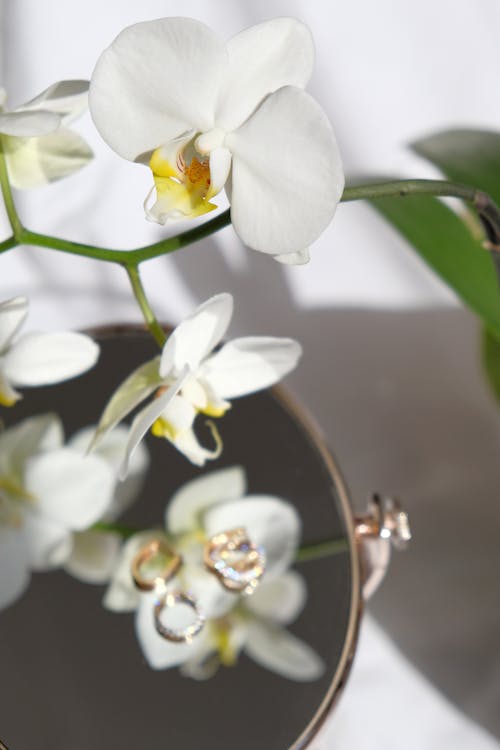 White Orchids Beside a Vanity Mirror