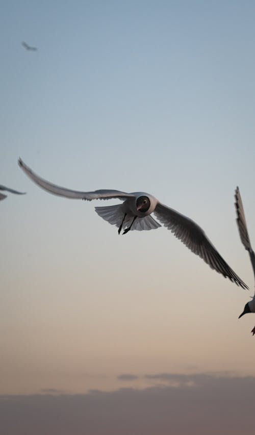 Ücretsiz deniz kuşu, dikey atış, karabaş martı içeren Ücretsiz stok fotoğraf Stok Fotoğraflar
