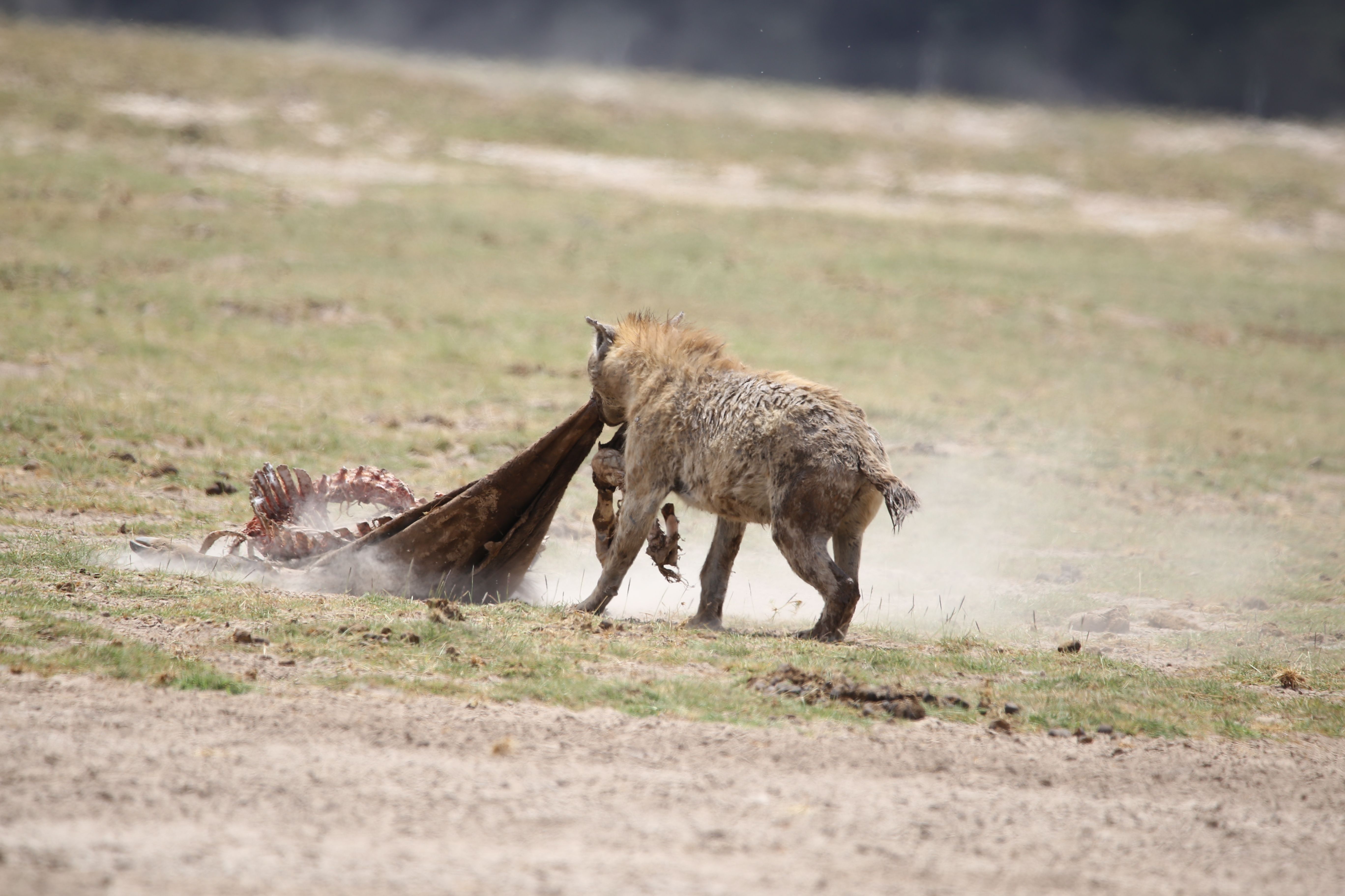 hyena feeding