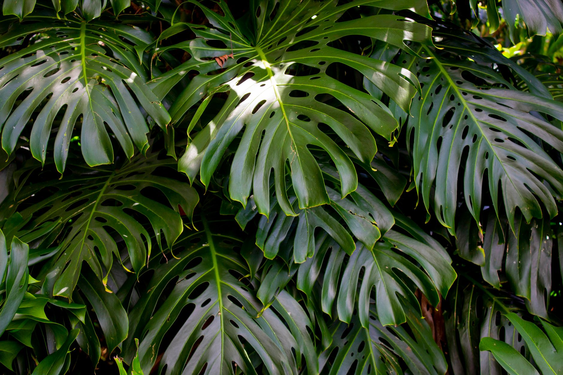 Vibrant green Monstera leaves photographed in a tropical outdoor environment.. vibrant, green, monstera