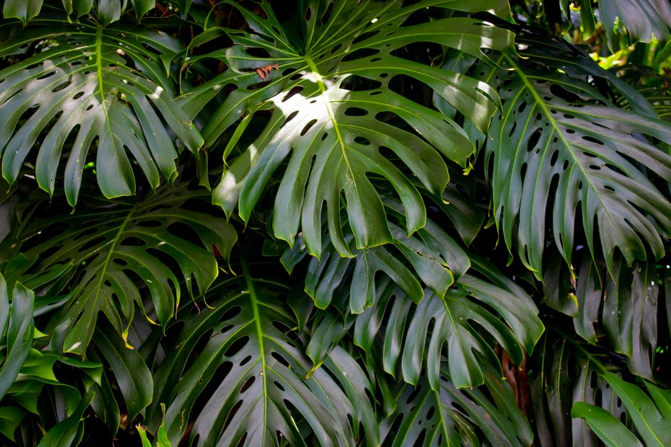 Vibrant green Monstera leaves photographed in a tropical outdoor environment.