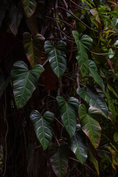 Безкоштовне стокове фото на тему «philodendron erubescens, ботанічний сад, вертикальні постріл»