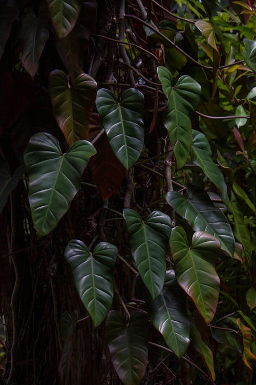 Ingyenes stockfotó botanikuskert, filodendron erubescens, függőleges lövés témában