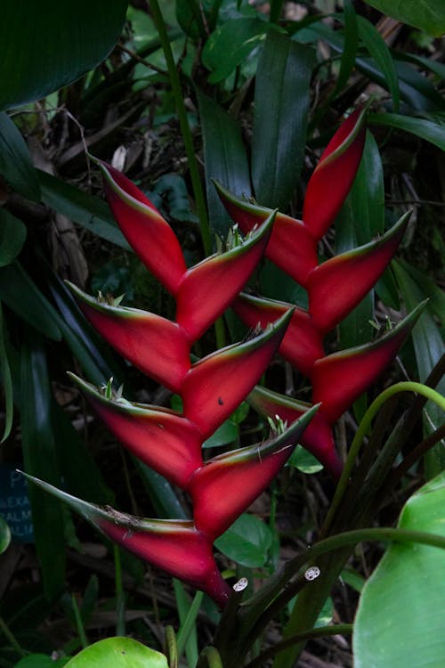 ฟรี คลังภาพถ่ายฟรี ของ ดอกไม้สีแดง, ยิงแนวตั้ง, สวนพฤกษศาสตร์ คลังภาพถ่าย