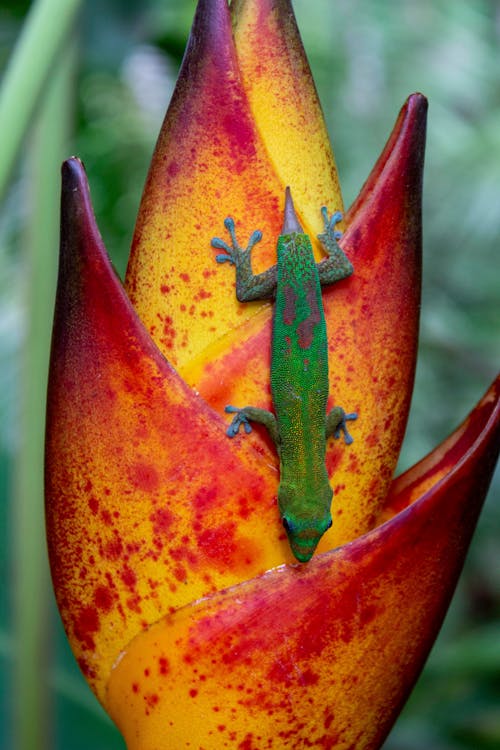 Безкоштовне стокове фото на тему «барвистий, вертикальні постріл, день золотого пилу гекон»