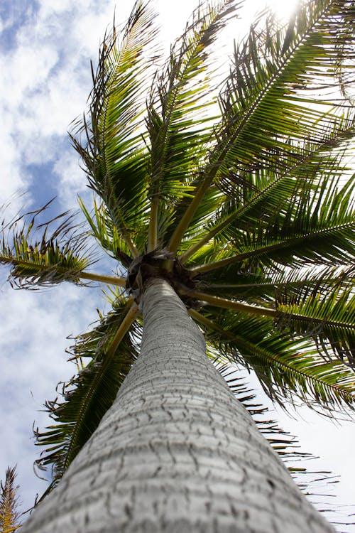 Gratis lagerfoto af kokostræ, lavvinkelskud, lodret skud