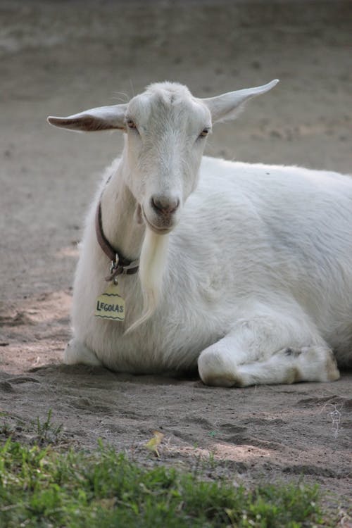 White Goat Lying on the Ground
