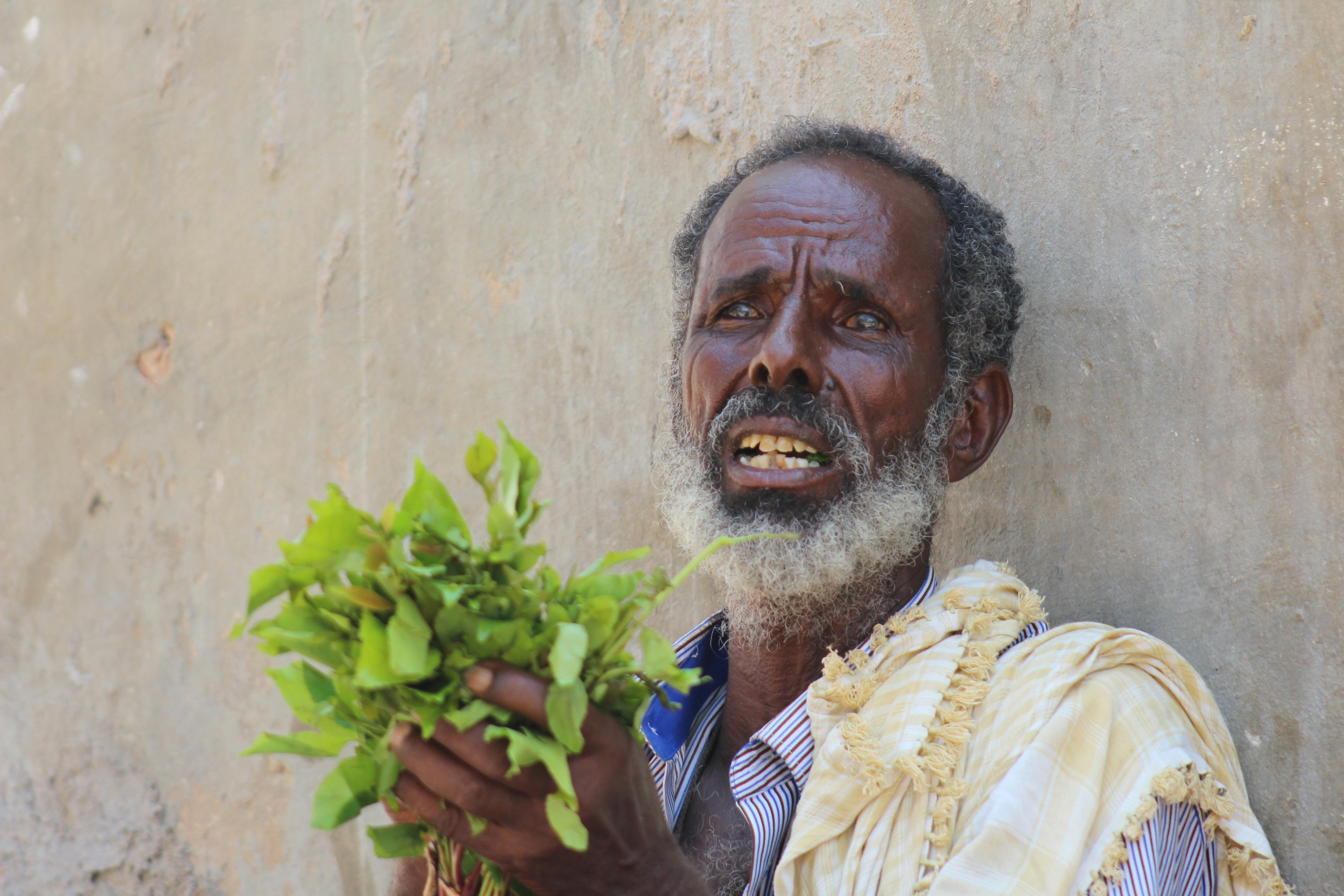 Free stock photo of africa, drug, kat