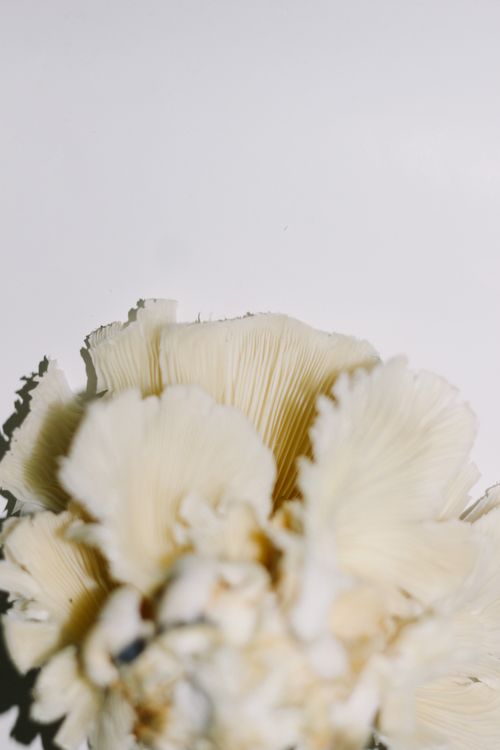 White oyster mushrooms showing their gills