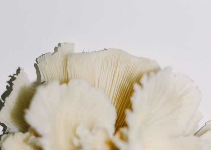 Oyster Mushroom - Urban Goes Green Plant Guide