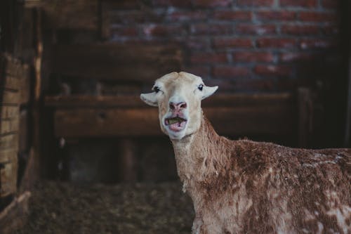 Brown Sheep 