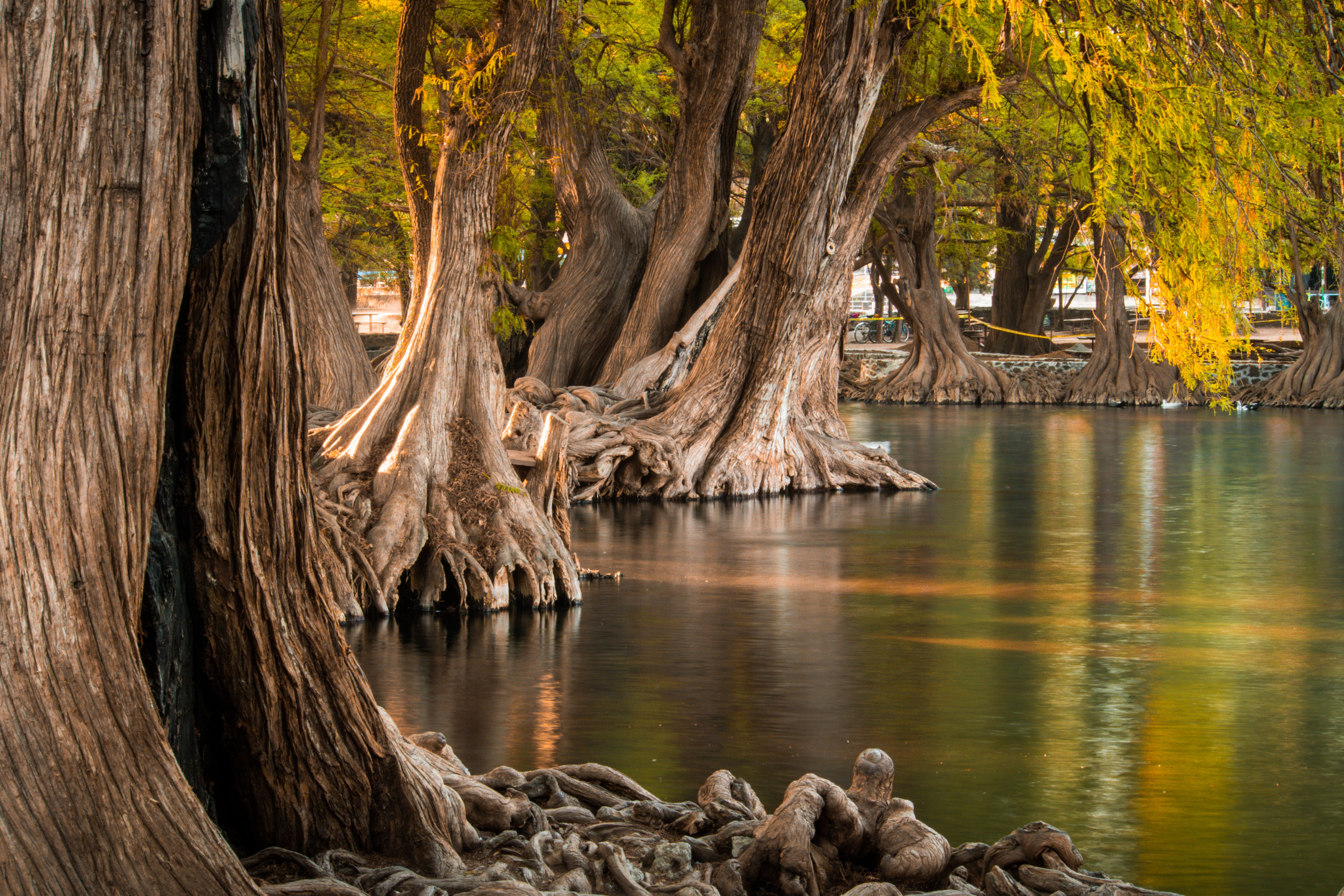 Brown Tree Trunks on Lake · Free Stock Photo