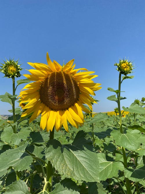 Close Up Photo of a Sunflower