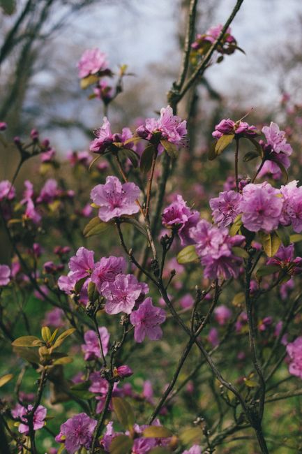 Close-up of pink Rhododendron Dauricum flowers blooming outdoors in spring.