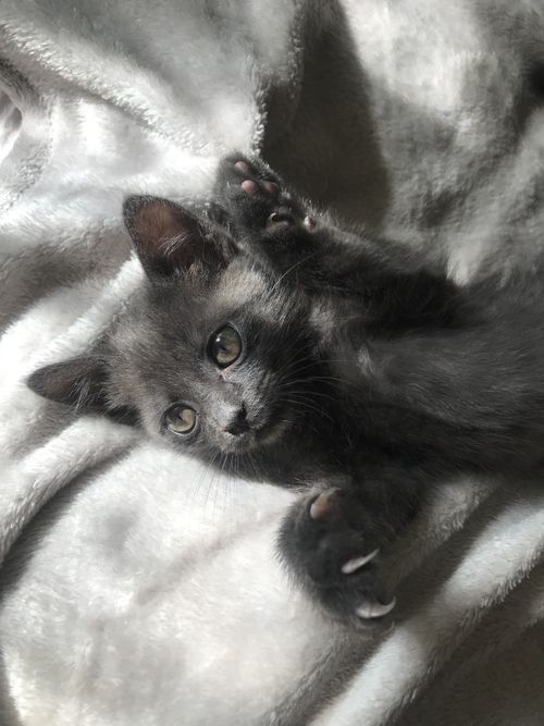 Free Adorable gray kitten relaxing on a plush gray blanket. Stock Photo