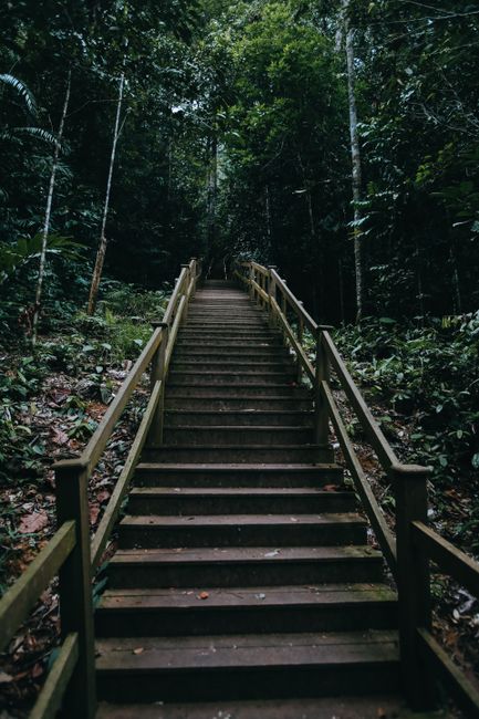 Explore a scenic wooded staircase leading through the dense rainforest of Malaysia.