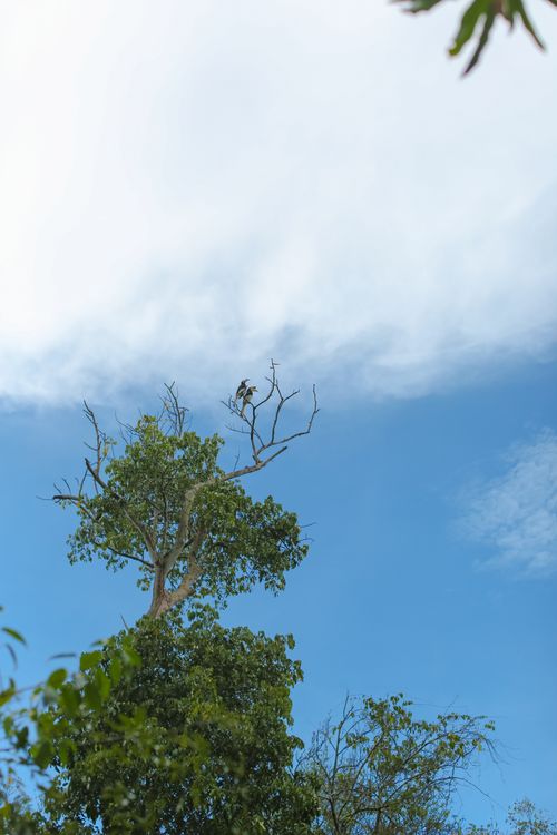 Free Majestic green tree reaching into the sky with clouds in Malaysia. Stock Photo