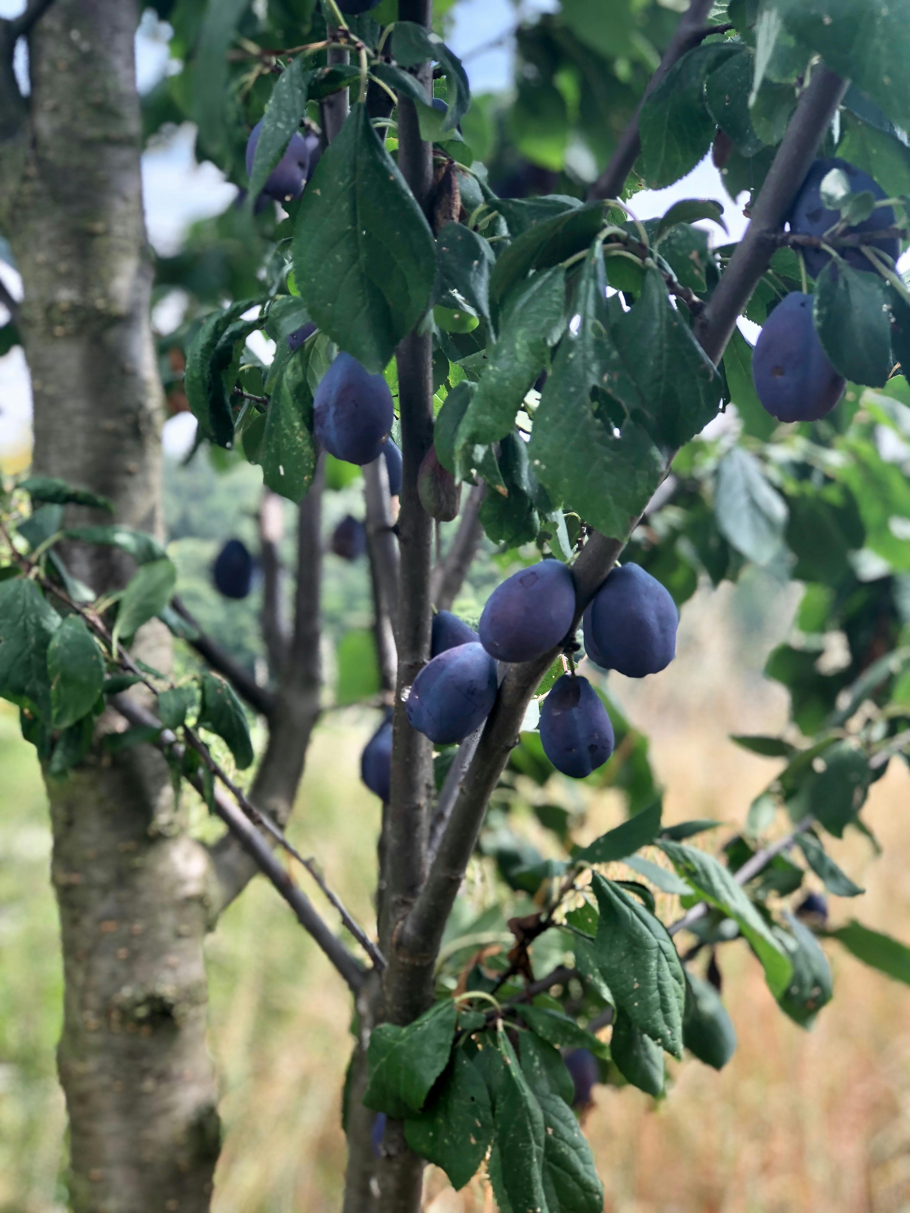 Free stock photo of fresh fruit, prunes, tree with fruit