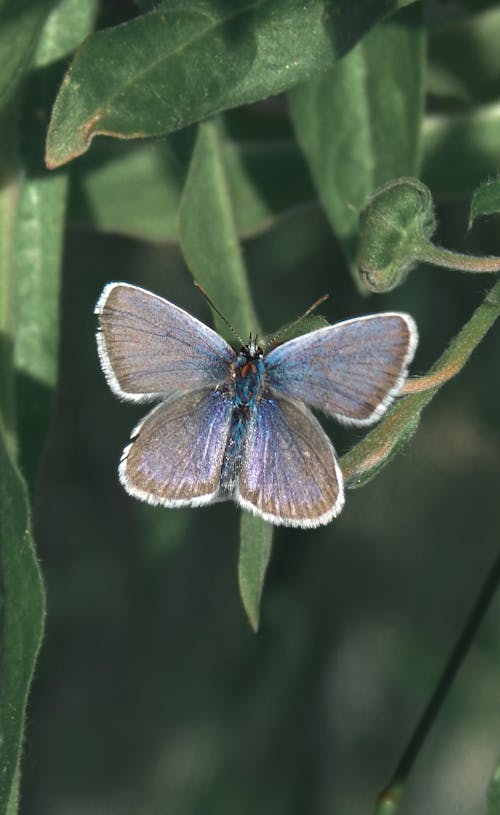 Immagine gratuita di farfalla, fauna selvatica, foglie