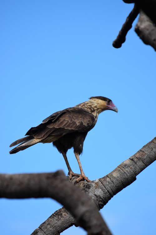 Free Crested Caracara (Caracara plancus) perched on a tree branch against a bright blue sky. Stock Photo