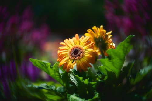 Close-Up Shot of Blooming Barberton Daisies
