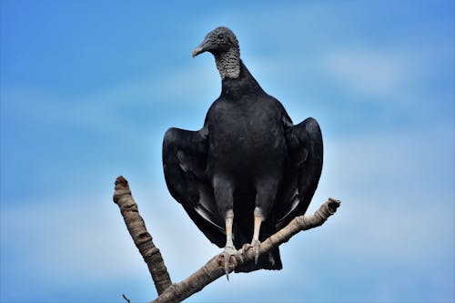 Foto profissional grátis de abutre, animais selvagens, animal