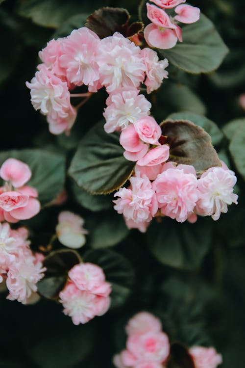 Free Close-up VIew of Pink Flowers Stock Photo
