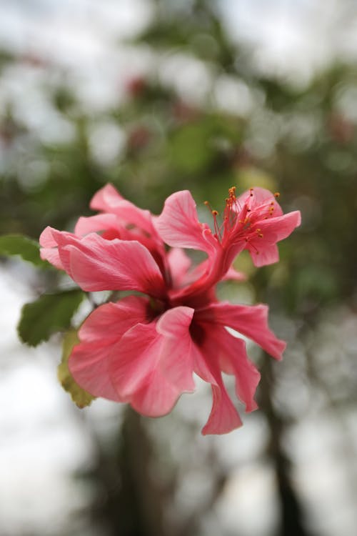 Close-Up Shot of Hibiscus Flower
