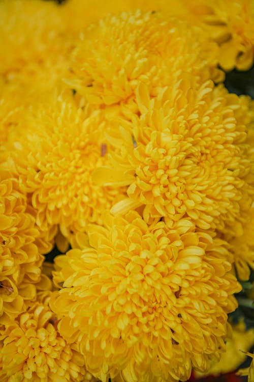 Yellow Flowers in Close-up View