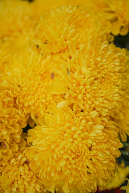 A close-up view of vibrant yellow chrysanthemums in full bloom, showcasing their lush petals and vivid colors.