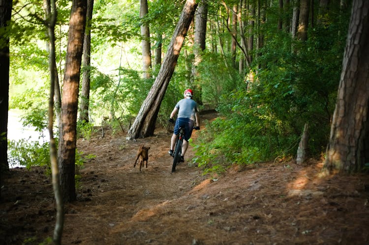 Man Cycling In Forest With Dog