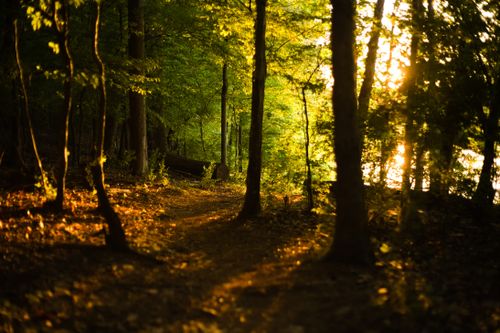 Free A beautiful forest pathway illuminated by warm sunlight during the golden hour, creating a serene atmosphere. Stock Photo