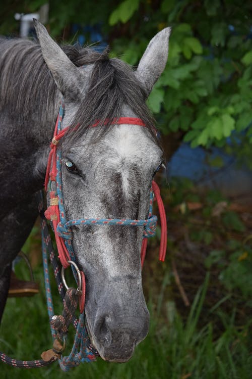 Ingyenes stockfotó állat, állatállomány, állatfotók témában