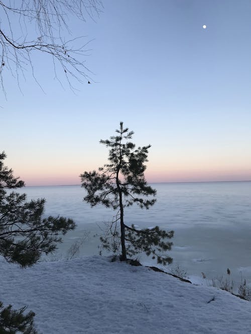 Pine Tree on Snow Covered Ground