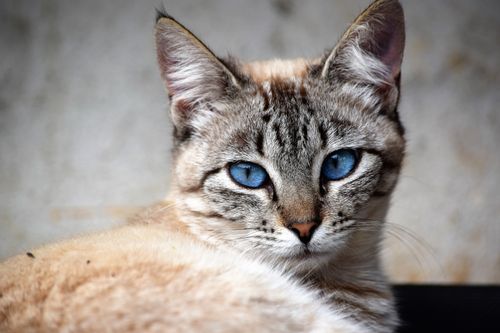 Free Detailed close-up of a blue-eyed domestic cat with striking features. Stock Photo