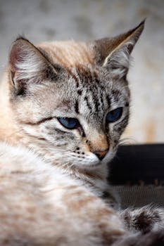 Detailed shot of a blue-eyed domestic cat with soft fur in Alexânia, Brazil.