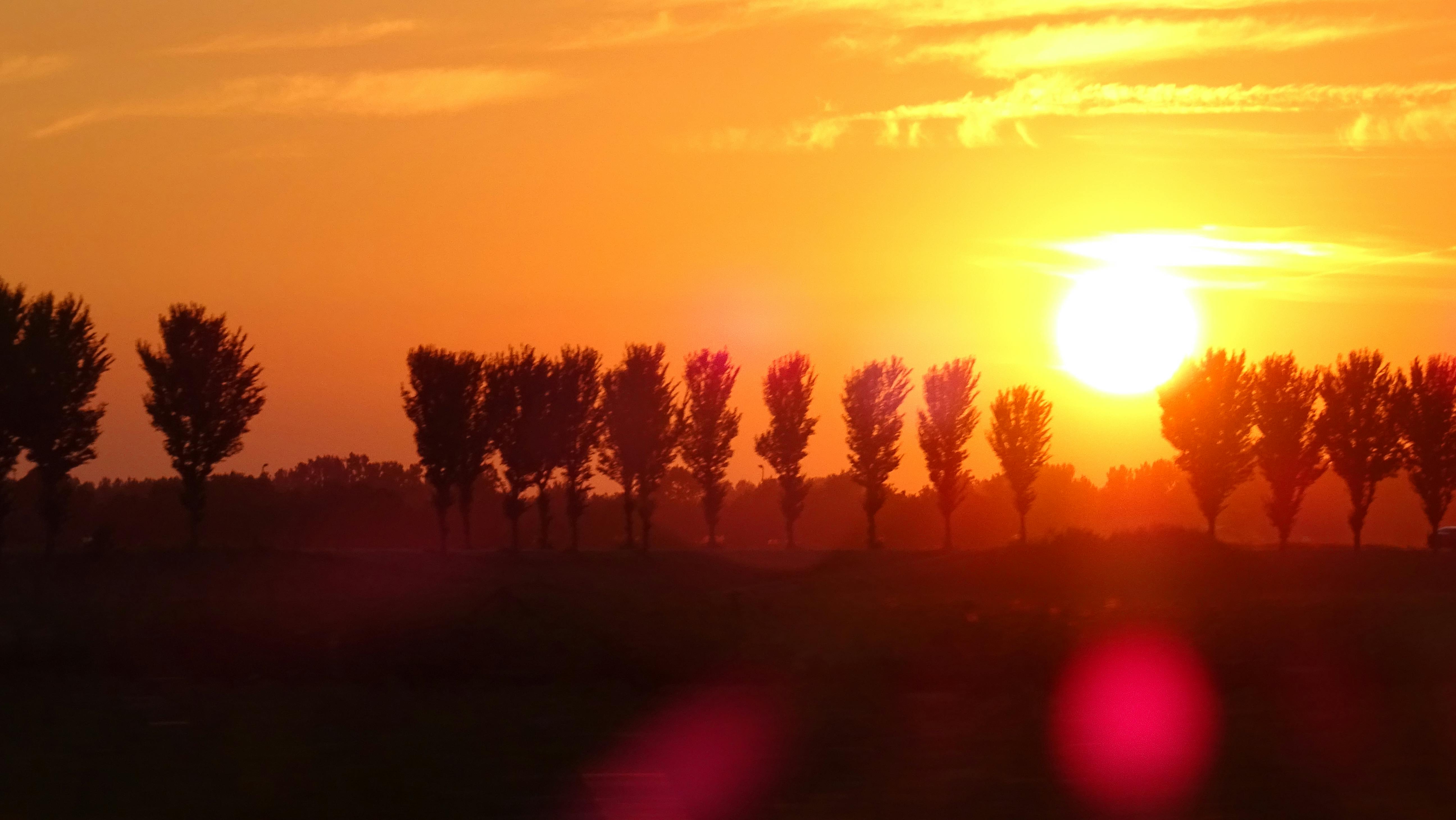 Free stock photo of golden sunset, row trees, sunset