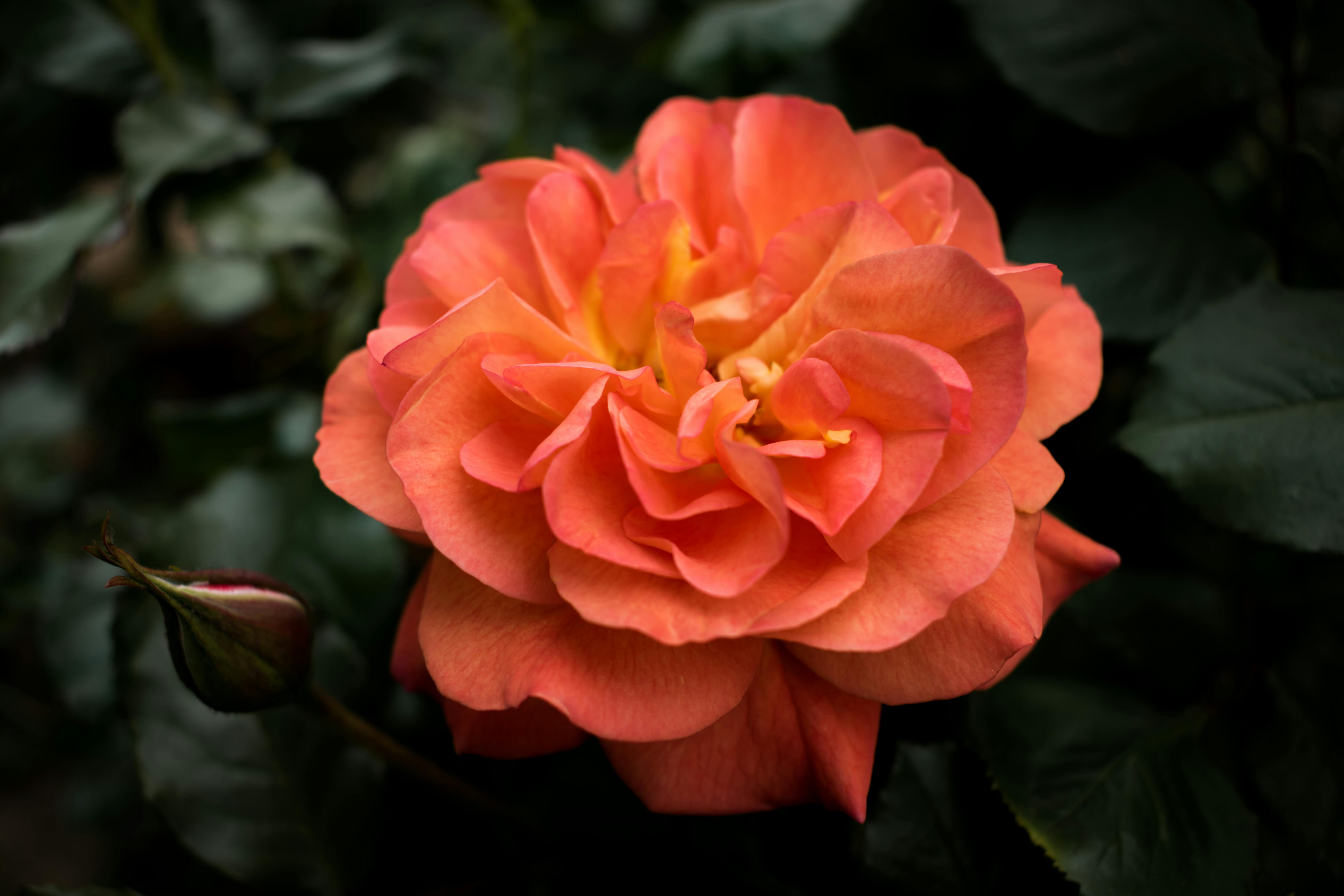 Rosarium