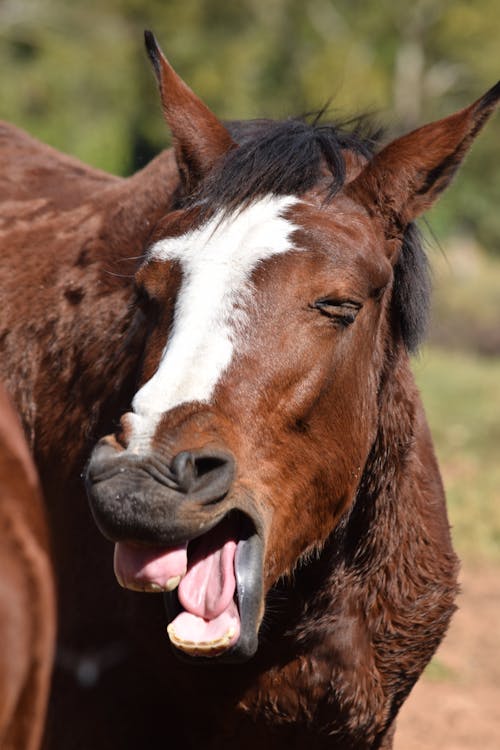 Free Immagine gratuita di animale, animale della fattoria, azienda agricola Stock Photo